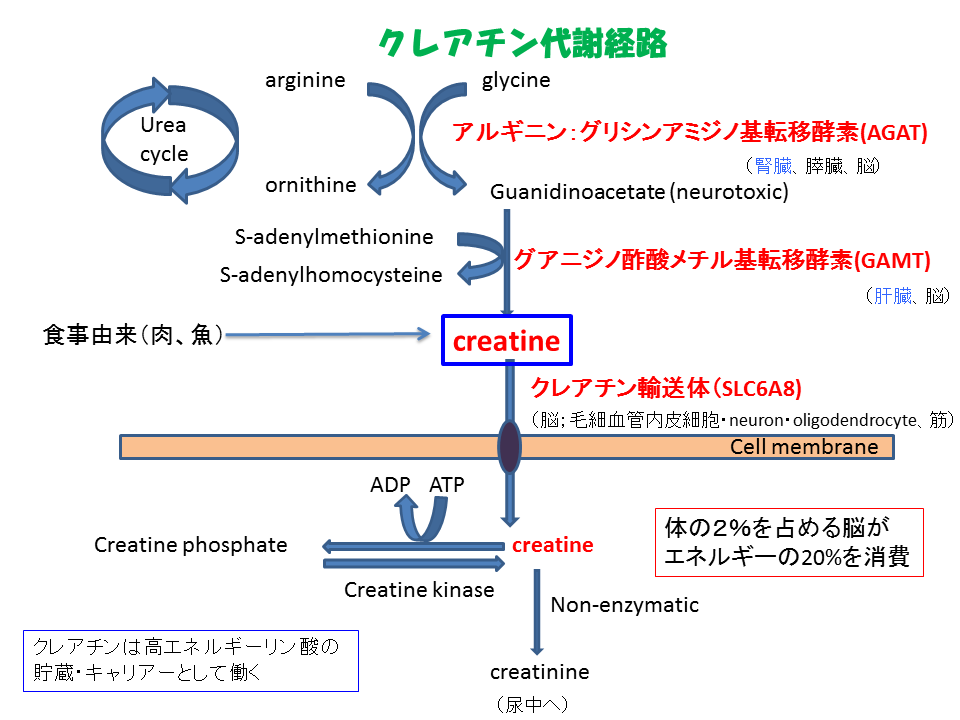 クレアチン代謝経路